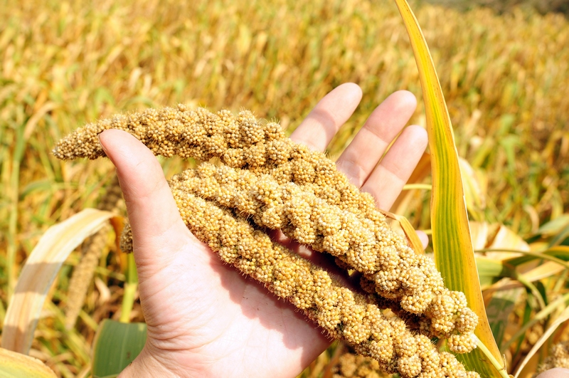 Hạt kê